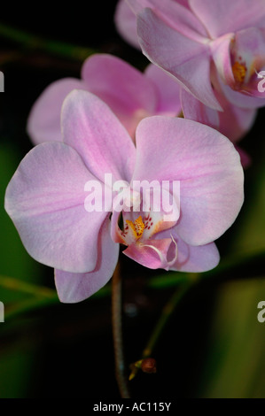 Orchidea Phalaenopsis Orchid Stock Photo Alamy