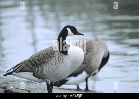 canada goose outlet scotland canada goose outlet scotland