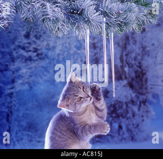 British Shorthair Kitten Playing With Icicles Stock Photo Alamy