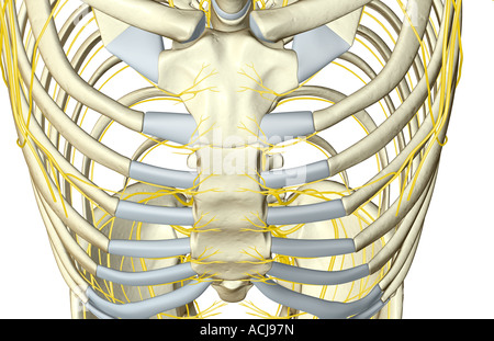 The Nerves Of The Chest Stock Photo Alamy