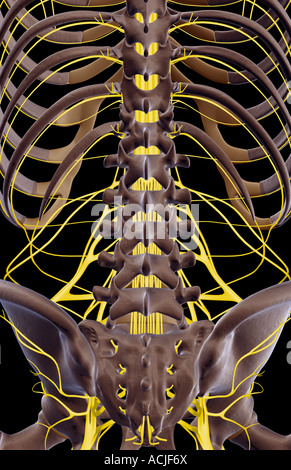 The nerves of the lower back Stock Photo, Royalty Free Image: 13170579