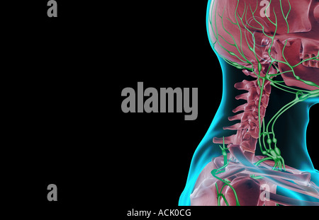 Lymph Nodes Of The Head And Neck Stock Photo Alamy