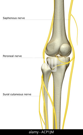 The nerve supply of the knee Stock Photo, Royalty Free Image: 13175561