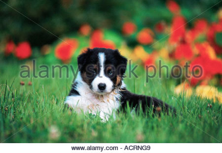 australian shepherd or border collie puppy whelp australian shepherd x border collie mix funny sweet australian shepherd or border collie puppy whelp australian shepherd x border collie mix funny sweet