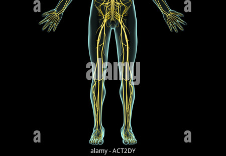 The nerves of the lower body Stock Photo, Royalty Free Image: 13174309