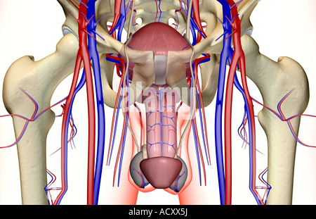 The Blood Supply Of The Male Reproductive Organs Stock Photo Alamy