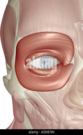 Illustration Of The Orbicularis Oculi Muscles Stock Photo Alamy