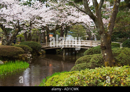 Japanese Garden Cherry Blossom Bridge cherry blossom and bridge at kenrokuen garden in kanazawa japan Japanese Garden Cherry Blossom Bridge cherry blossom and bridge at kenrokuen garden in kanazawa japan