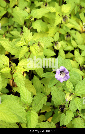 Nicandra Physaloides Shoo Fly Plant Stock Photo Royalty nicandra physaloides shoo fly plant stock photo royalty
