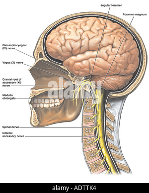 The Brain And Cervical Spinal Nerves Stock Photo Alamy