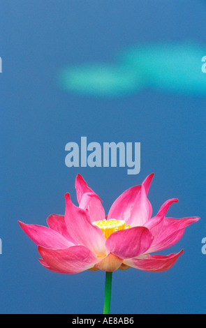 Pink Water Lily Close Up Nymphea Stock Photo Alamy