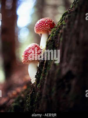 Two Red Fly Agaric Mushrooms Stock Photo Alamy