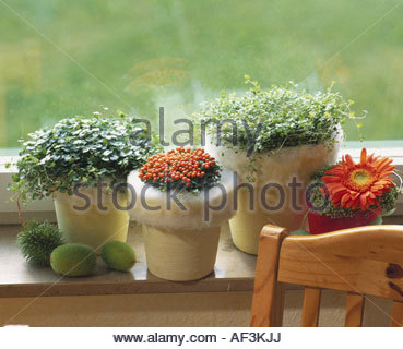 Where to buy mind your own business plant