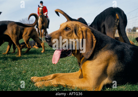 DRAG HUNTING NEAR WINDSOR BERKSHIRE BLOODHOUNDS Stock Photo: 4575287