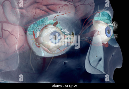 The Lacrimal Apparatus Stock Photo Alamy