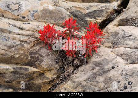 Red Flowers Growing Out Of Sandstone Rock In Southern Utah Stock Photo