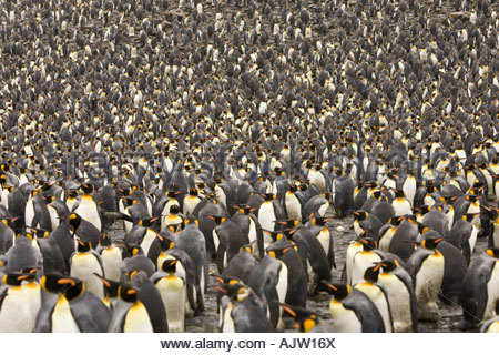 Thousands of King Penguins gather at their breeding grounds at St Stock