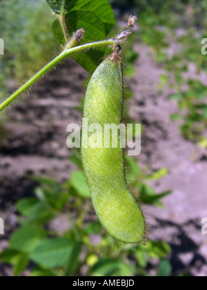 Green Mature Soybean Glycine Max Pods On Plants With Green Leaves