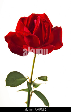 Floribunda Rose Blossom Stock Photo Alamy