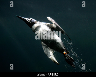 Guillemot Bird Swimming Underwater Stock Photo Alamy