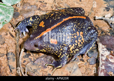 Mexican Burrowing Toad Rhinophrynus Dorsalis From Yucat N M Xico