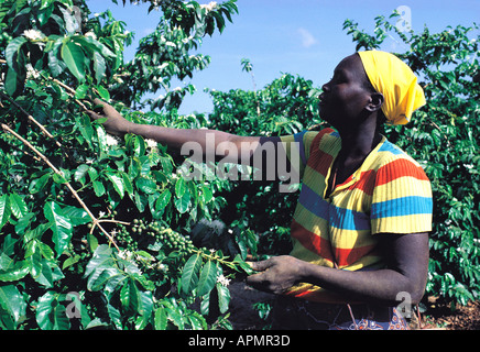 Woman Picking Coffee Berries On Vintage Postage Stamp Of Costa Rica