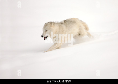 arctic wolf running left snow right tail alamy