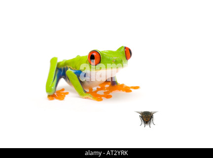 Frog Catching Fly With Tongue Stock Photo 16192246 Alamy