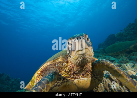 an introduction to the green turtle species chelonia mydas A nesting female green sea turtle lays her eggs conservation chelonia mydas introduction green sea . an introduction to the green turtle species chelonia mydas A nesting female green sea turtle lays her eggs conservation chelonia mydas introduction green sea .