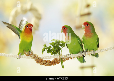 Fischer S Lovebird Couple Sharing Food Beautiful Birds Colorful My XXX Hot Girl