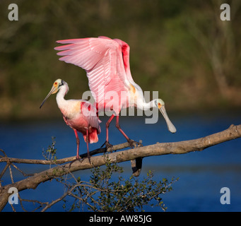 Courtship Behavior Of Roseate Spoonbills Platalea Ajaja Stock Photo