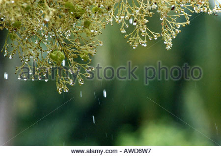 Raindrops Falling Raindrops Falling