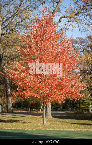 Autumn Leaf Colour Cedar Lake Indiana North America Stock Photo Alamy