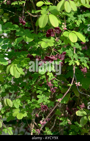 Akebia quinata Lardizabalaceae close up detail Stock Photo 