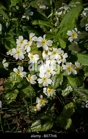 Wild Primroses In Springtime England Stock Photo Alamy