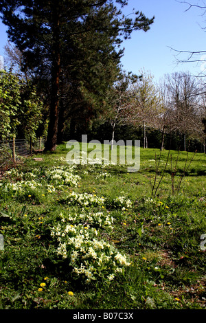 WILD PRIMROSES IN SPRINGTIME ENGLAND Stock Photo Alamy