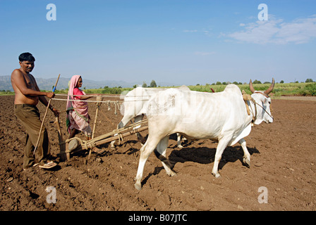 Man And Woman Ploughing Field Bhil Tribe Madhya Pradesh India Stock