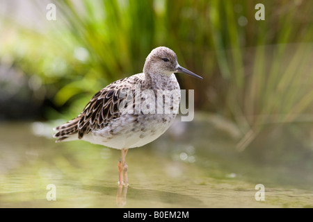 Ruff Philomachus Pugnax Female Standing In Freshwater River Preening