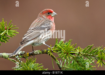 house finch victoria vancouver island british columbia house finch victoria vancouver island british columbia