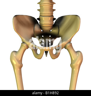 Anatomy of human pelvic bone Stock Photo, Royalty Free Image: 57643500