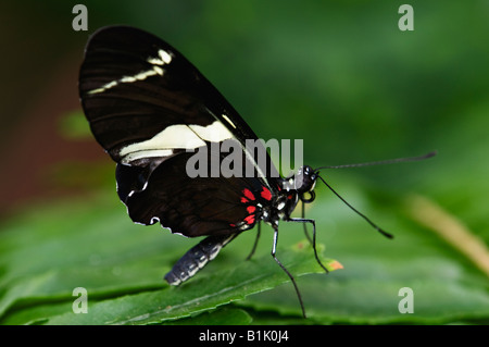 Small Postman Butterfly Heliconius Erato Rare Jungle Tropical Stock