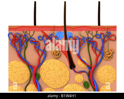 epidermis stock photo images 1 157 epidermis royalty free images and photography available to cross section of human skin stock photo royalty free image 84972655 alamy epidermis stock photo images 1 157 epidermis royalty free images and photography available to cross section of human skin stock photo royalty free image 84972655 alamy