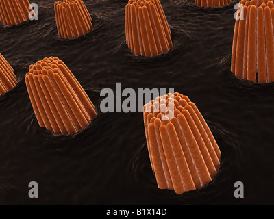 Anatomy of the Inner Ear Stock Photo, Royalty Free Image ... diagram cochlea ampullae 