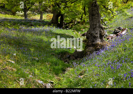 The Rannerdale Valley Its Hillsides Covered In Bluebells In Early