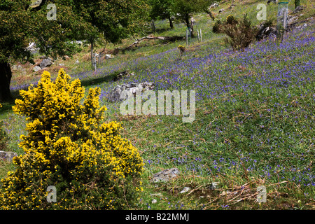 The Rannerdale Valley Its Hillsides Covered In Bluebells In Early