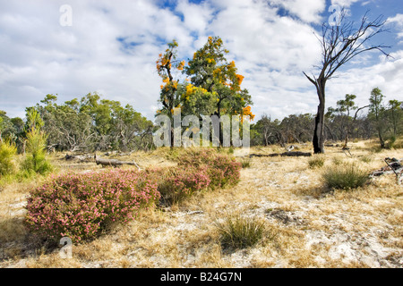 christmas tree nuytsia floribunda native flora western christmas tree nuytsia floribunda native flora western