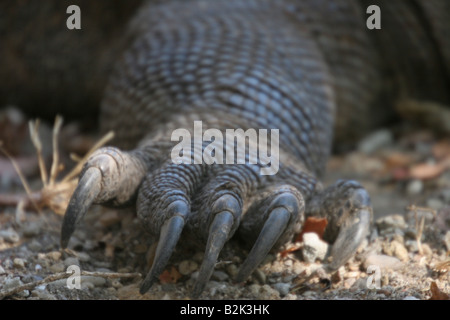 Komodo Dragons Eating Wild Buffalo Rinca Island Indonesia Stock Photo