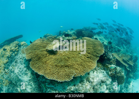 Corals In Bikini Lagoon Marshall Islands Bikini Atoll Micronesia