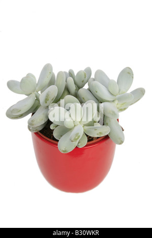 Pachyphytum Oviferum Moonstones Sugared Almond Plum Stock Photo Alamy