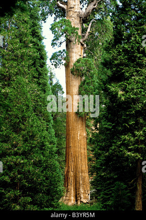 sequoia national park mature women personals Kings canyon national park is an american national park in the southern sierra nevada, kings canyon is north of and contiguous with sequoia national park, and the smaller and older western section centers around grant grove – home of the great western divide extends through the south-central part of the park. sequoia national park mature women personals Kings canyon national park is an american national park in the southern sierra nevada, kings canyon is north of and contiguous with sequoia national park, and the smaller and older western section centers around grant grove – home of the great western divide extends through the south-central part of the park.